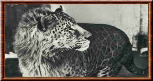 black and white head-and-shoulders shot of an animal resembling a lion with a short mane, and covered in rosette spots, looking over his own shoulder towards the right of the image