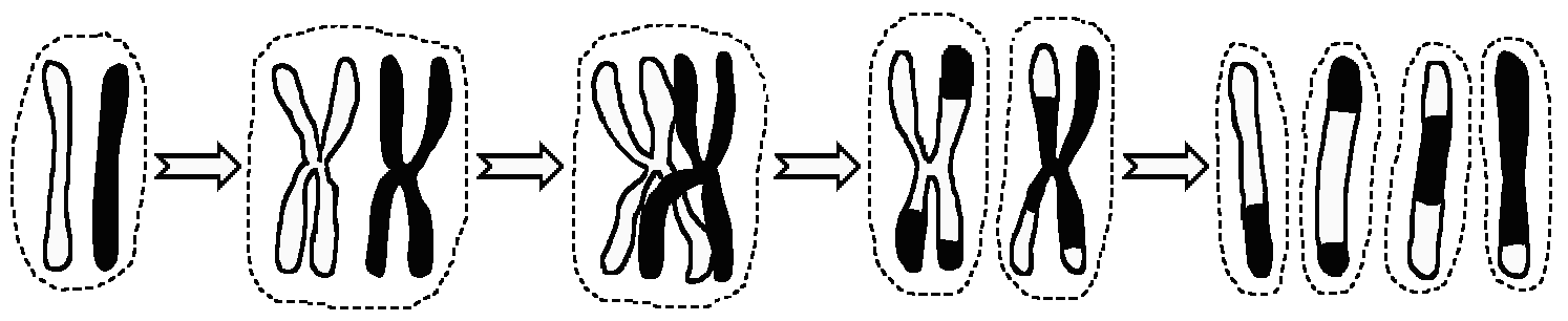 diagram of black and white chromosomes joining, swapping bits and then separating