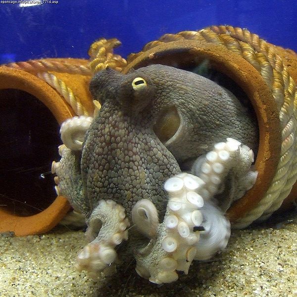 grey octopus with its arms wrapped round itself to show the suckers, in front of a couple of earthenware jars
