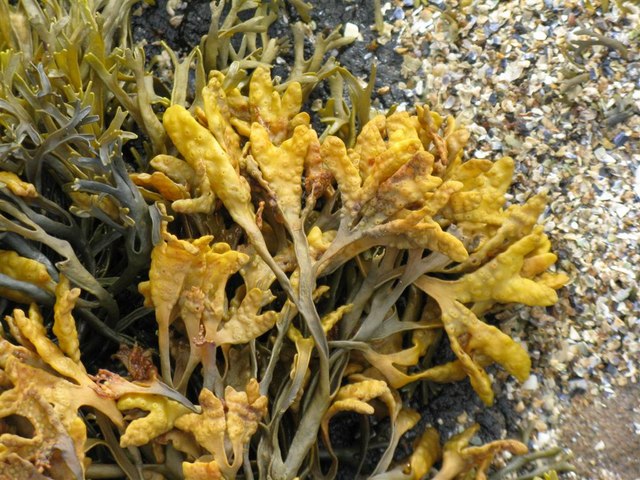 pale brown seaweed with yellow bladders, lying against gravel