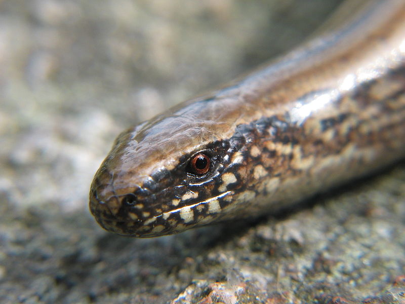 very smooth head, neck and visible lack of shoulders of a lizard, pale brown dotted with a mosaic of light and dark scales around the mouth, and with solemn sherry-brown eyes