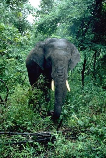 Asian elephant with dark slate skin and small creamy tusks, seen head-on standing among dark green jungle vegetation