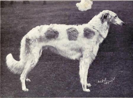 greyscale photo\' of dog resembling a semi-long-haired greyhound, white with several large coloured dots along its side