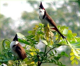 two small long-tailed birds with brown backs, white underparts and tall triangular brown crests, sitting among green bushes
