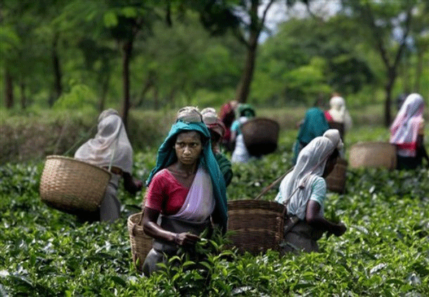 several very dark-skinned Asian women wearing brightly-coloured clothes including flowing head-scarves, carrying larger wicker baskets and standing among hip-high tea-bushes, with trees in the background