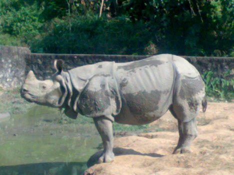Indian rhino\' seen side-on and facing to the left of the shot, standing on the edge of a block of bare earth, looking out over water which is some feet lower down, with behind it a low wall and trees beyond that