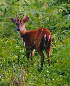 colour photo\' of a small chestnut deer standing among bright green foliage with its back to the viewer, looking back over its shoulder towards the camera