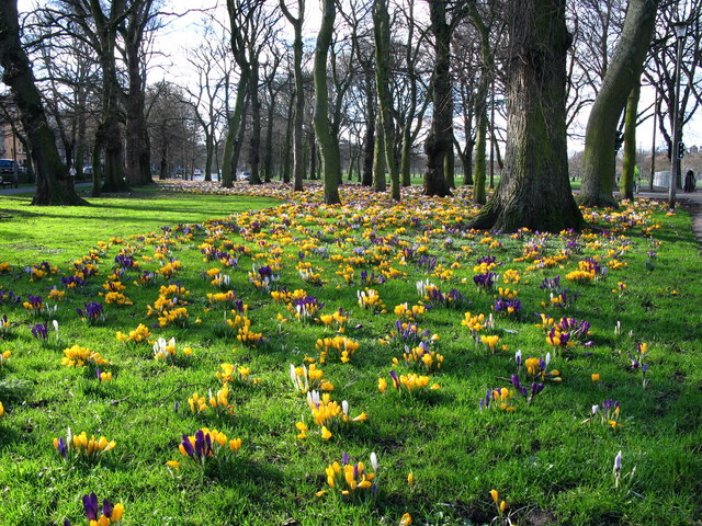 view between bare tree-trunks along a long avenue of grass carpeted with crocuses