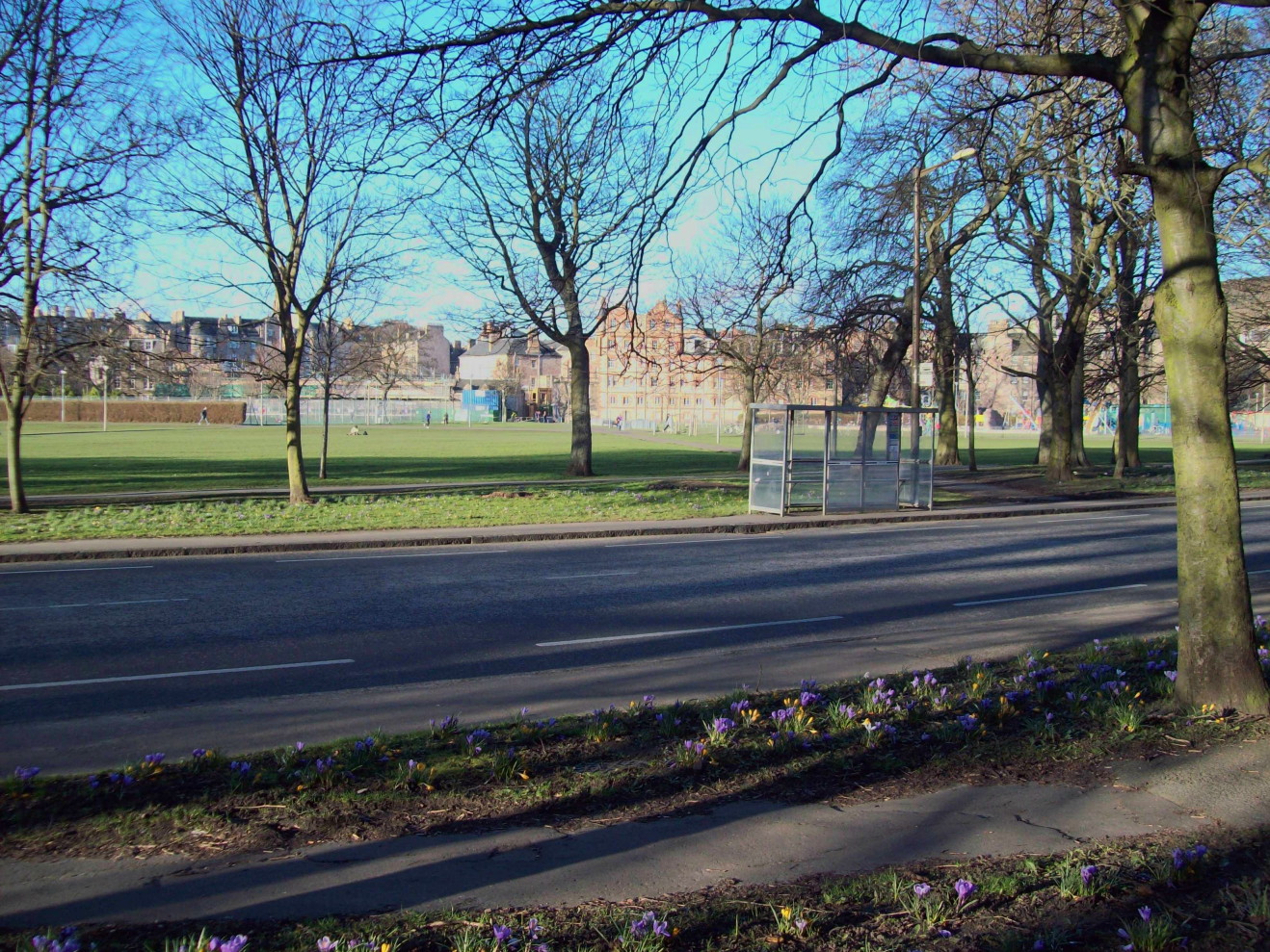 view across a path edged with crocuses and then a tarmacced road, through bare trees and then across an open green space towards high buildings in the distance