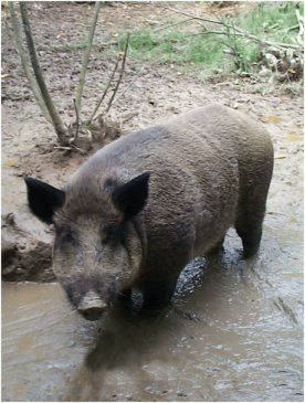 colour photo\' of a large dark boar standing in shallow water and looking at the viewer