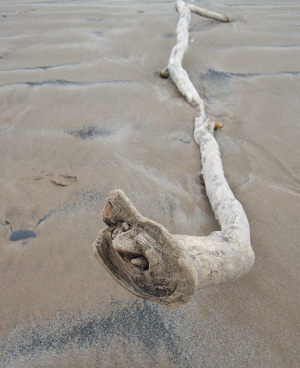 photograph of a branch