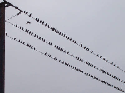 photograph of birds on a wire