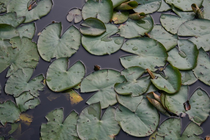 a photograph of some water lillies