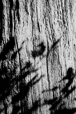 Photograph of a tree in Derbyshire