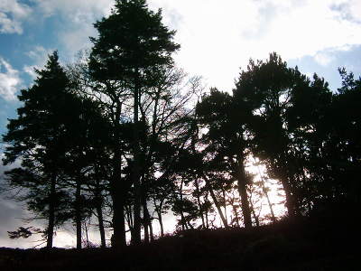 photograph of trees