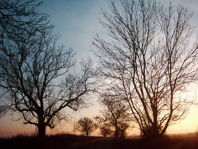 photograph of trees