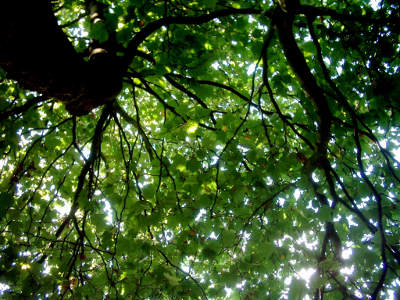 photograph of a tree canopy