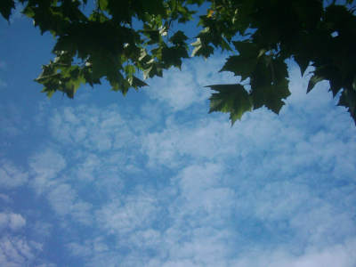 photograph of tree and sky