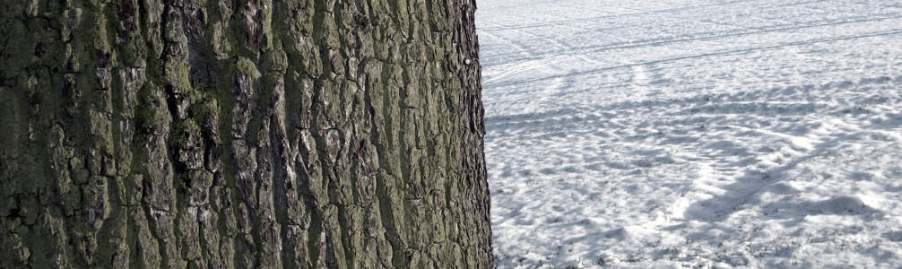 a photograph of a tree in Winter