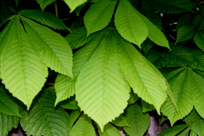 photograph of a Horse Chestnut