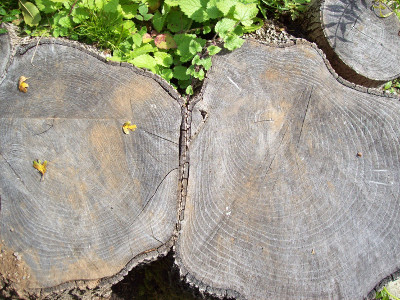 a photograph of some tree rounds